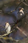 Pair of Bohemian waxwings on a branch Vosges France