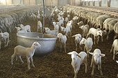 Ewe breeding in Aveyron  France