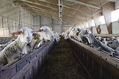 Lacaune ewe breeding in Aveyron  France