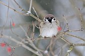 Tree Sparrow on a branch in winter France