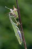 Female Praying mantis eating a cricket France