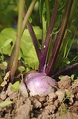 Organic culture of turnips under greenhouse