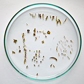 Undigested prey in the faeces of feral cats New Caledonia  ; Analysis of undigested prey in feces feral cats collected in different settings remains. Find bones, feathers, teeth, beaks, shells ... to determine the diet of the predator introduced and invasive. Here the bones of small reptiles.