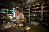 Analysis of deer jaws New Caledonia