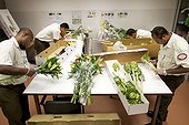 Insepection de fleurs en provenance de Singapour Calédonie ; Les agents du SIVAP inspectent des colis de fleurs importées en Nouvelle-Calédonie depuis Singapour. Ils recherchent des insectes parasites et autres contaminations susceptibles de se répandre ensuite sur le territoire en l'absence de traitement. SIVAP = Service d'Inspection Vétérinaire, Alimentaire et Phytosanitaire. Ce service gouvernemental néo-calédonien est l'organe de coordination de la biosécurité sur l'archipel. Son rôle est notamment de bloquer toute importation d’espèces nouvelles sur le territoire calédonien, pour en protéger le milieu naturel très précieux et fragile du fait de taux d’endémisme extrêmes (hotspot mondial de biodiversité).