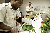 Insepection flowers from Singapore New Caledonia  ; Agents SIVAP inspect parcels imported flowers in New Caledonia from Singapore. They look for insect pests and other contaminants which could then spread over the territory in the absence of treatment. SIVAP = Inspection Service Veterinary, Phytosanitary and Food. The New Caledonian government department is the coordinating body of biosecurity on the archipelago. Its role is to block any particular import of new species on the Caledonian territory, to protect the most precious and fragile natural environment due to extreme levels of endemism (global biodiversity hotspot). 