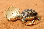 Hatching African Spurred Tortoise on sand Corsica France ; Park Turtles "A Cupulatta"