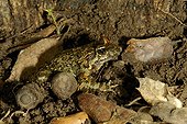 Sardinian frog on earth Corsica France [