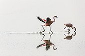 Lesser Flamingo running on Lake Nakuru Kenya