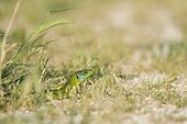 Green lizard sunbathing in the grass France