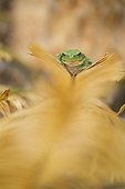 Tree frog on cycas dry leaf Arles France