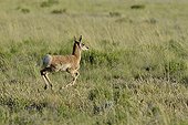 Young Pronghorn running in the grass Bryce Canyon USA