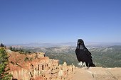 Raven on rock to Bryce Canyon USA 