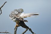 Montagu's Harrier male grooming on a branch France
