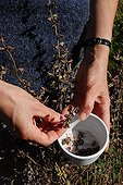 Harvest of clary sage seeds in a garden ; To keep the active ingredients, the plants should be harvested in the morning after the dew has evaporated and dried quickly.<br>Clary sage is used for female disorders: painful menstruation, hot flushes.