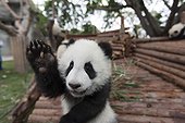 Young Giant Panda playing China ; Age of Panda : 6 months
