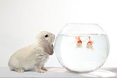 Dwarf rabbit and red fish in a jar 