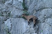 Chèvre sauvage sur l'ile de Majorque