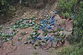 Parrots riverbank Rio Madre de Dios Peru Tambopata ; Colpa colorado