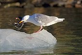 Glaucous gull eating a young Guillemot Svalbard