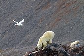 Polar bear on the young side Spitsbergen Svalbard  ; Near the nest of a Glaucous Gull
