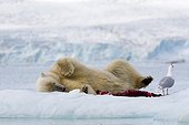 Polar bear and seal corpse Spitsbergen Svalbard