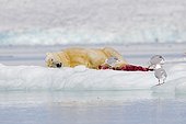 Polar bear and seal corpse Spitsbergen Svalbard