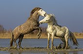 Stalions Camargue horses fighting in a swamp in winter