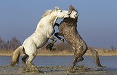 Stalions Camargue horses fighting in a swamp in winter