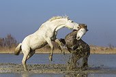 Stalions Camargue horses fighting in a swamp in winter