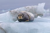 Bearded seal on ice Spitsbergen Svalbard 