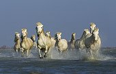 Camargue horses running in a swamp in winter