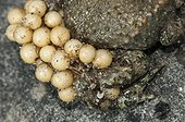 Male Midwife toad carrying his eggs Lorraine France