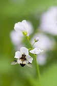 Pellucid Hoverfly on Cuckoo Flower Lorraine France  ; Calcareous grassland