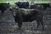 Breeding bulls Camargue France 
