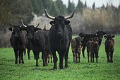 Breeding bulls Camargue France 