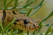 Portrait of Ladder snake in Samphire Spain 