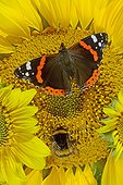 Red Admiral and Earth Bumblebee on flower Sunflower France 