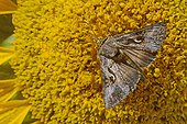 Silver Y moth on flower Sunflower France 