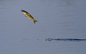 Mulet jaune (Mugil cephalus) sautant hord de l'eau, probablement en raison de la présence de prédateurs ou pour la respiration aérienne, Parc national Ding Darling, île de Sanibel, Floride, USA