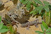 Natterjack toad and young Crocodile Gecko Catalonia Spain 