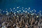 Damselfish Hard coral Indo-Pacific sergeant - Indonesia Western New Guinea ; Sergant Major Damselfish over Staghorn Corals, Misool, West Papua, Indonesia