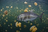 Giant trevally Jellyfish - Indonesia ; Large Giant Trevally between Mastigias Jellyfish, Misool, West Papua, Indonesia