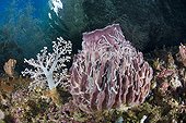 Barrel Sponge Soft coral / Alcyoniidae - Indonesia Western New Guinea ; Barrel Sponge in shallow Reef, Raja Ampat, West Papua, Indonesia