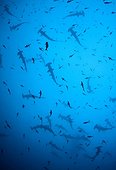 Scalloped hammerhead - Cocos Island National Park Pacific Ocean ; Silhouette of Scalloped Hammerhead Shark School, Cocos Island, Pacific Ocean, Costa Rica