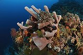 Haliclona - Célèbes Manado ; Tube Sponge in Coral Reef, Bunaken, North Sulawesi, Indonesia