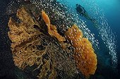 Fish Hard coral Sea fan - Andaman Sea Thailand ; Scuba diving over Coral Reef, Richelieu Rock, Surin Islands, Thailand