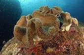 Mushroom Leather Coral - Andaman Sea Thailand ; Mushroom Leather Coral, Richelieu Rock, Surin Islands, Thailand