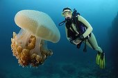 Jellyfish - Andaman Sea Thailand ; Juvenile Jacks hiding in Cauliflower Jellyfish, Richelieu Rock, Surin Islands, Thailand