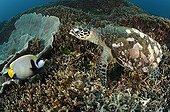 Emperor angelfish Hawksbill sea turtle - Andaman Sea Thailand ; Hawksbill Turtle meets Emperor Angelfish, Richelieu Rock, Surin Islands, Thailand